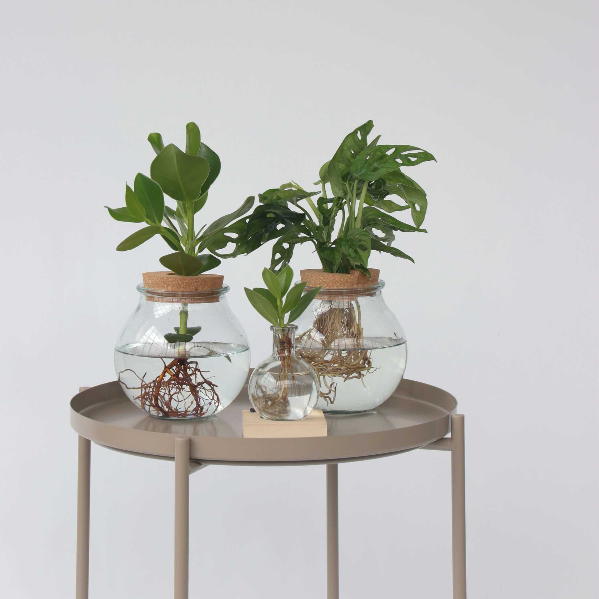 Copey Rosado - Clusia Rosea 'princess' - Altura 15-20cm - ⌀8cm