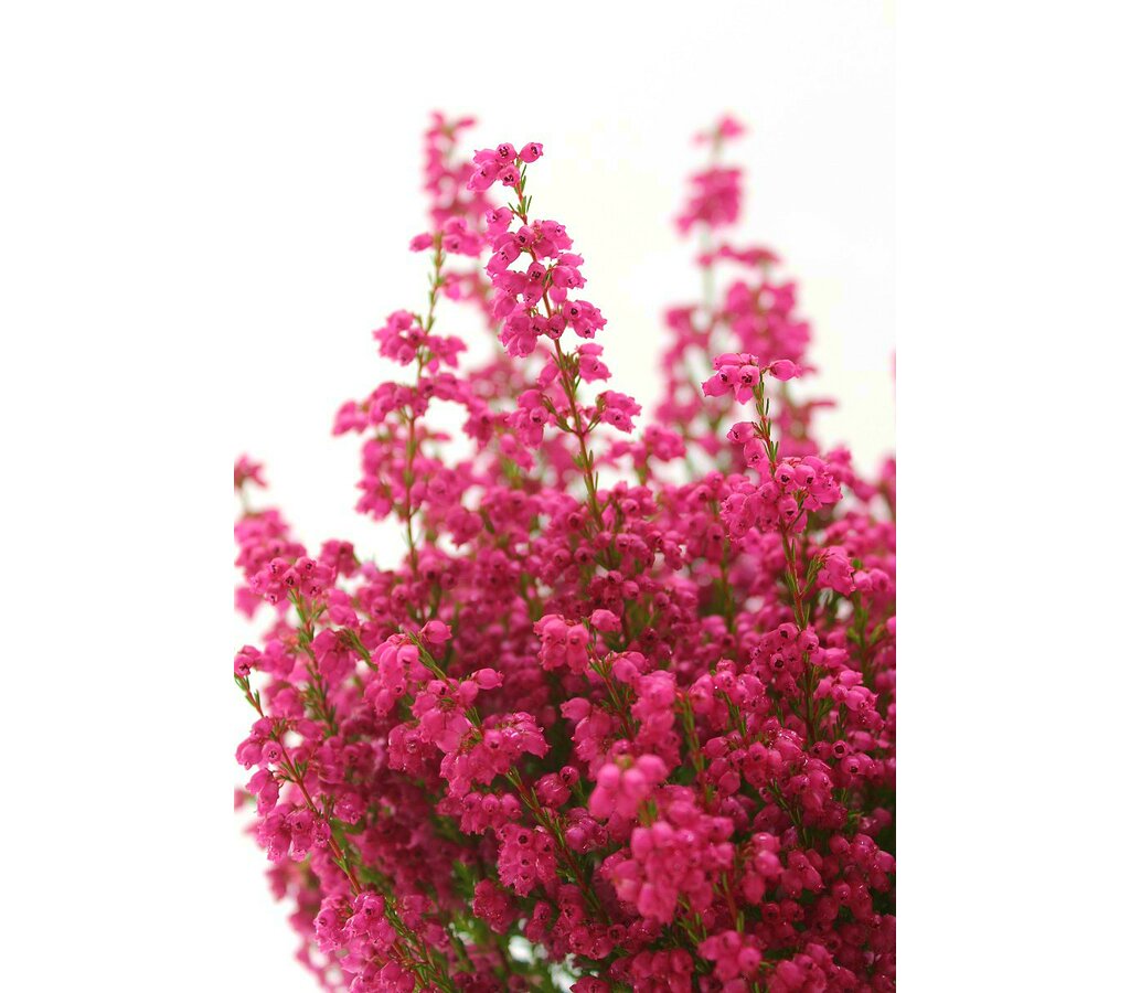 Erica Gracilis M11_1
