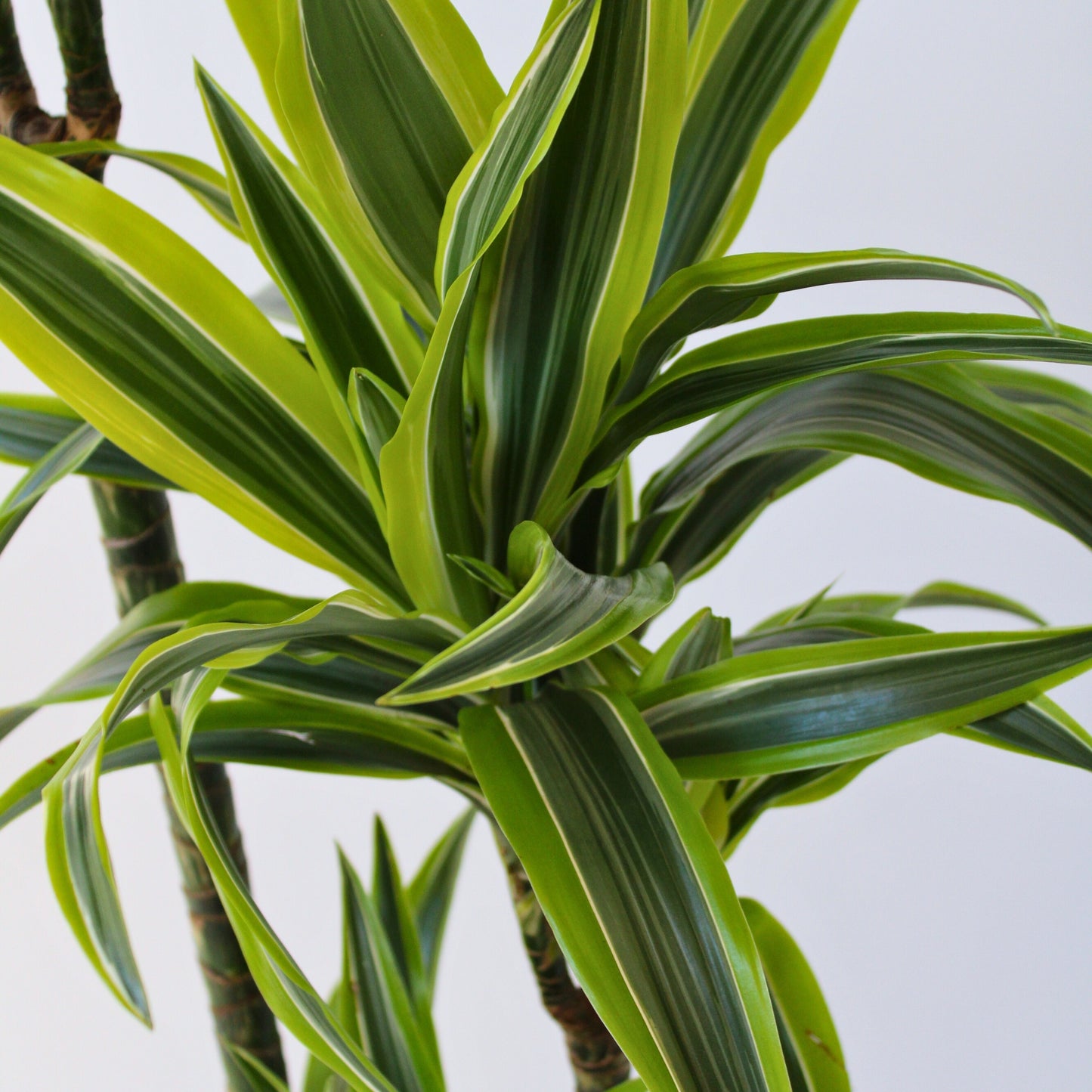 Drácena - Dracaena 'lemon Lime' - Altura 130-140cm - ⌀24cm
