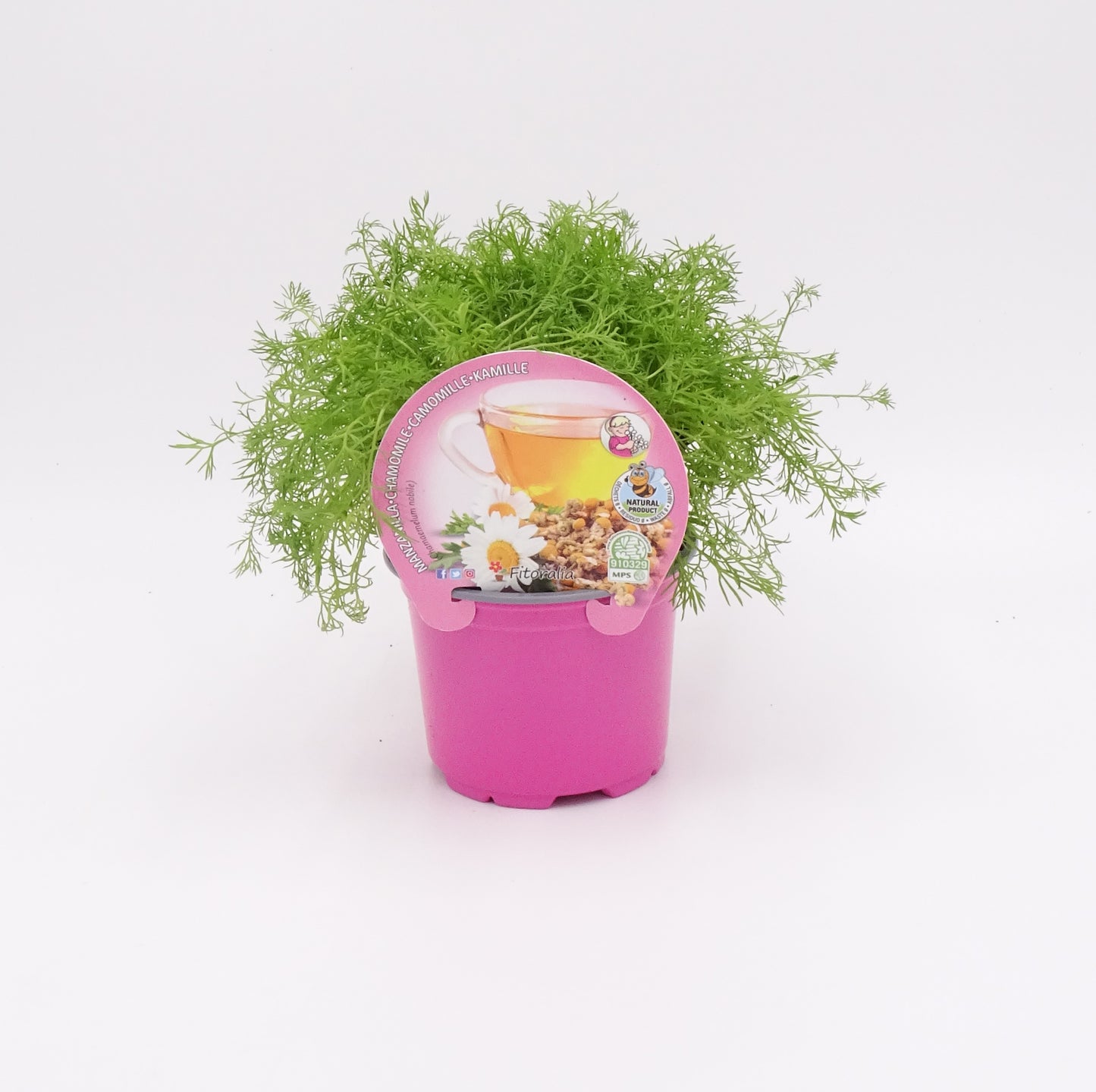 Plantón De Manzanilla Natural En Maceta 10,5 Cm. - Fitoralia