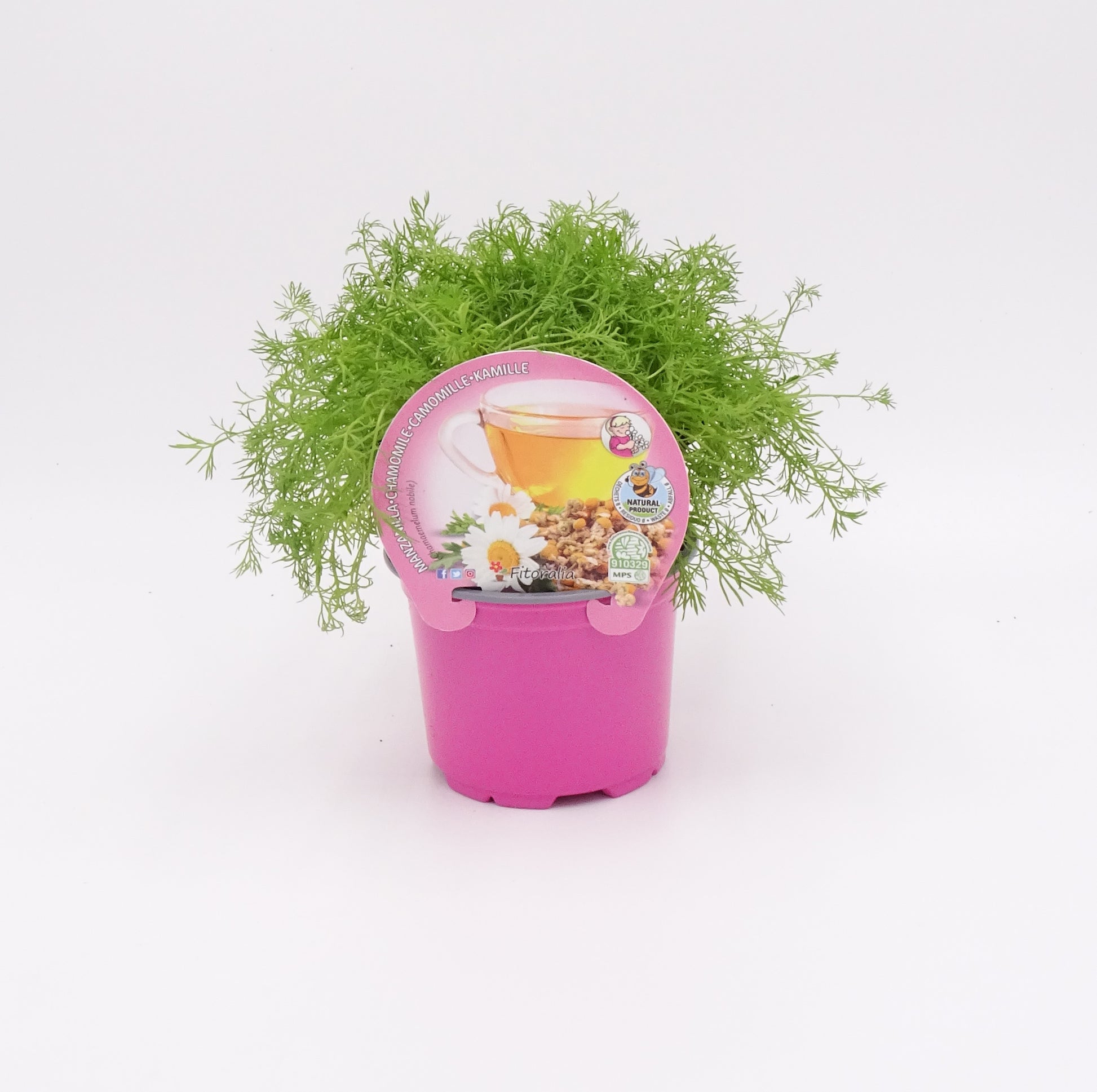 Plantón De Manzanilla Natural En Maceta 10,5 Cm. - Fitoralia