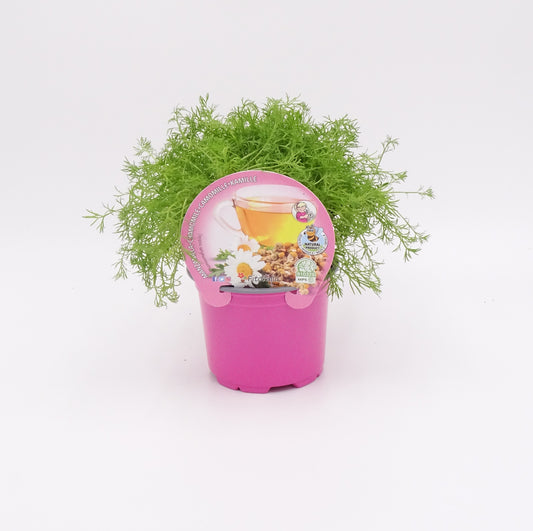 Plantón De Manzanilla Natural En Maceta 10,5 Cm. - Fitoralia