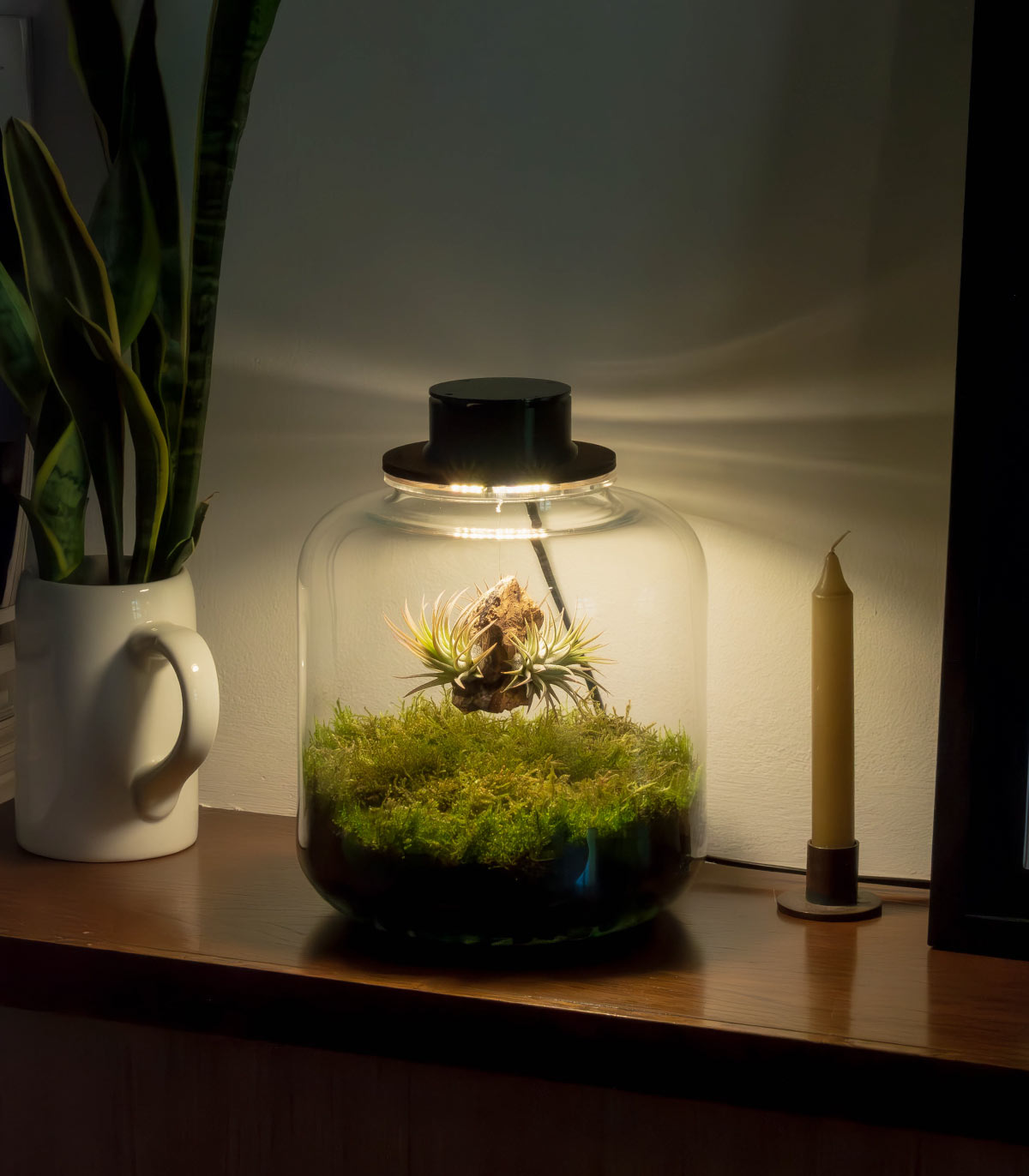 Terrario Con Tillandias | Jardín Eterno Lumi 19 x 20 cm_5