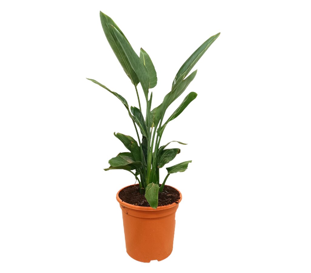 Strelitzia Regina M24 90cm (ave Del Paraíso)_0