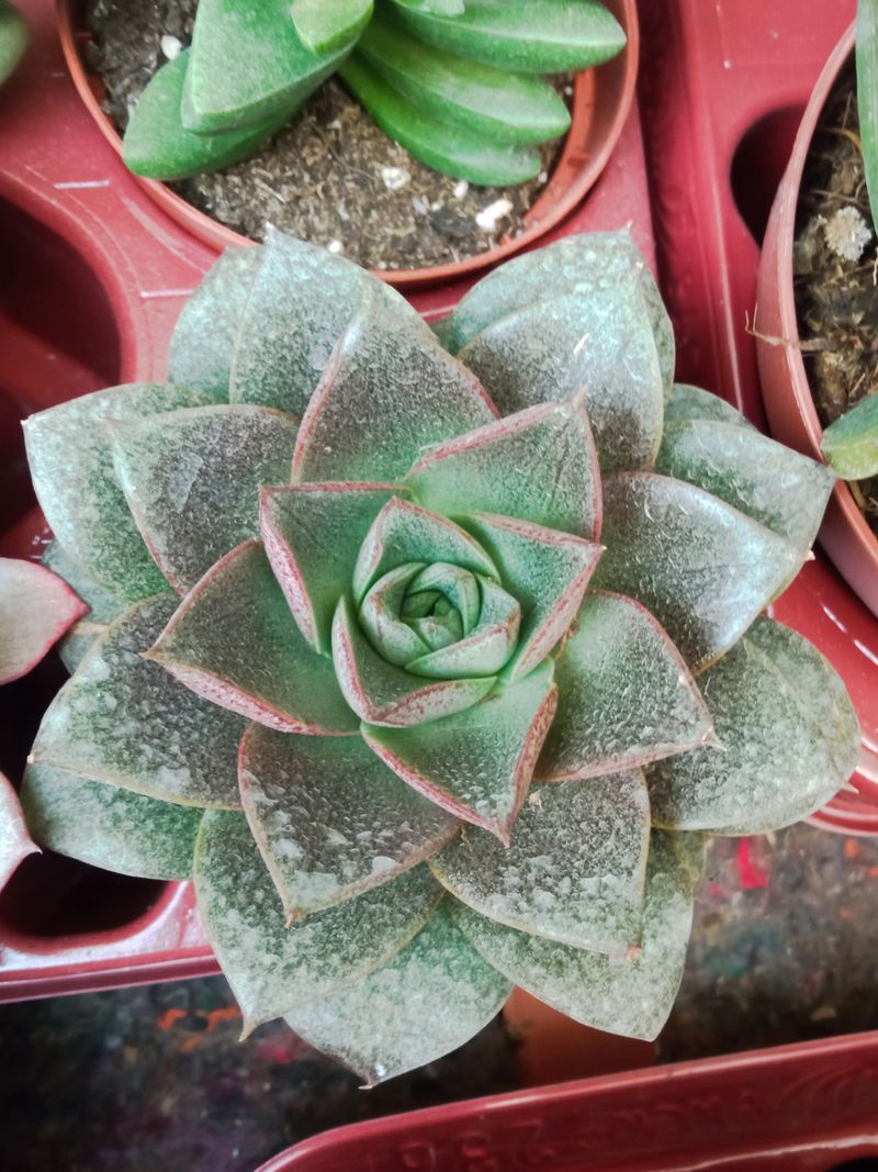 Echeveria Purpusorum Grande Ø13 Planta Suculenta_0