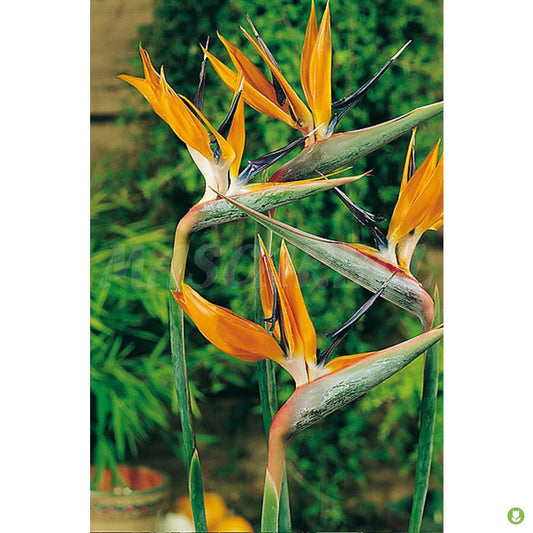 Semillas Strelitzia Regina Ave Paraiso
