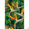 Semillas Strelitzia Regina Ave Paraiso