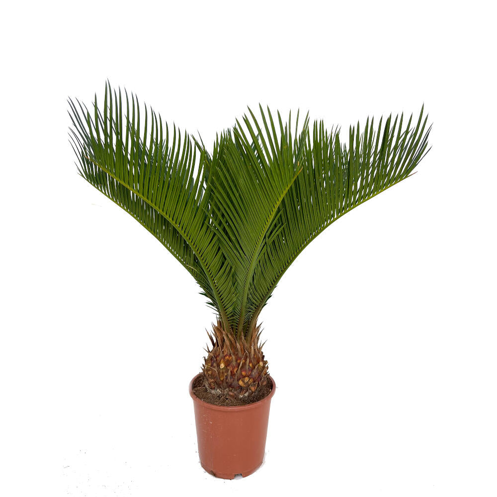 Cyca Revoluta M14 35-50cm_0