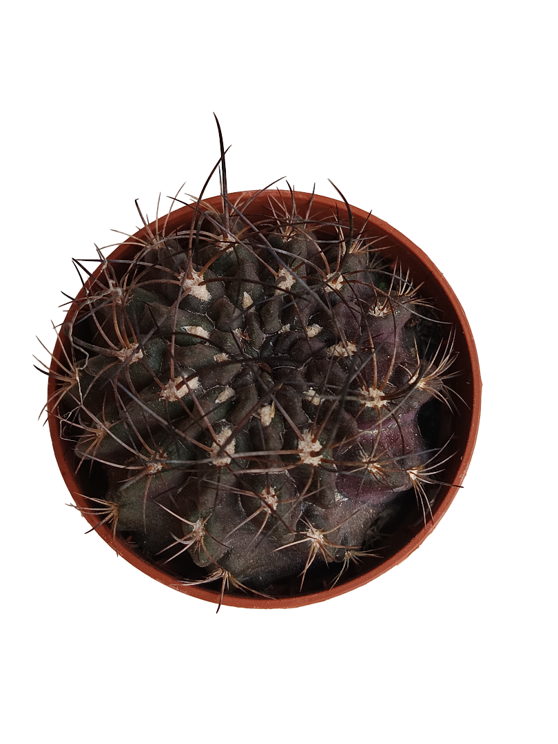 Neochilenia Cryspa Cactus Negro Planta De Ø5 Cm