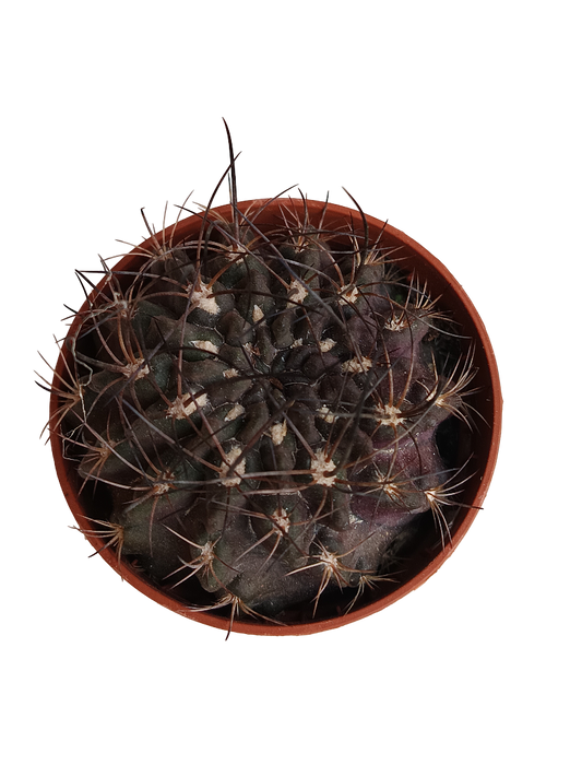 Neochilenia Cryspa Cactus Negro Planta De Ø5 Cm