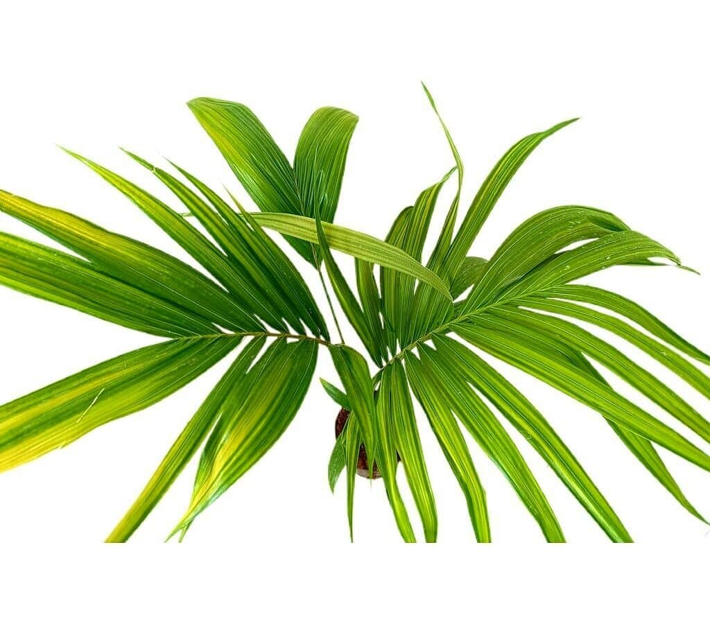 Archontophoenix Alex M17 80-100cm (palmera De Alejandría)