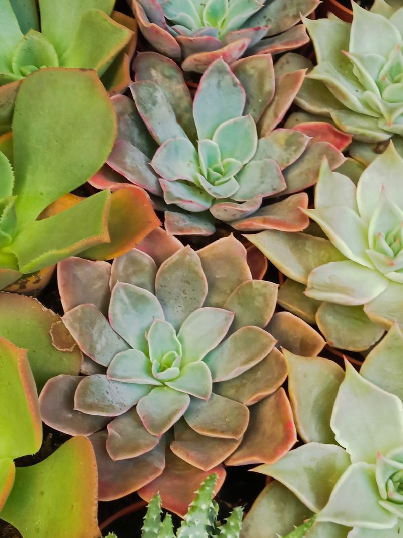 Suculentas Y Cactus Variedad #19 Planta Sin Id