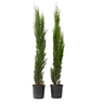 Ciprés - Arbol De Los Cementerios - 2 Pzs - Cupressus - Altura 70-80cm - ⌀19cm