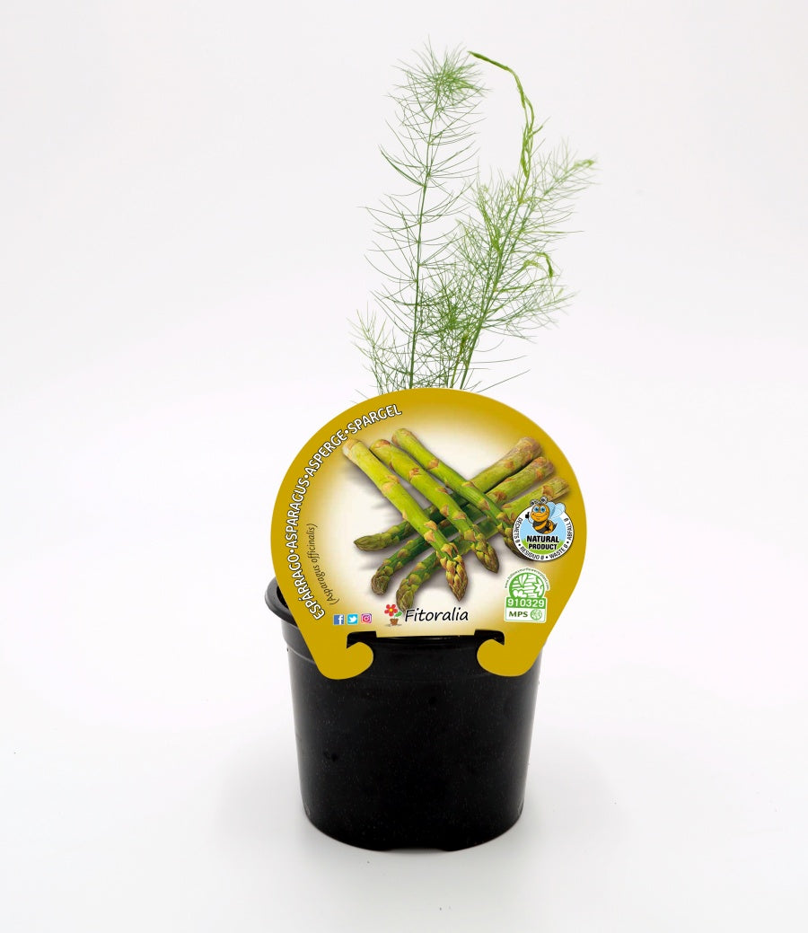 Plantón Espárrago En Maceta 10,5 Cm. Natural - Fitoralia