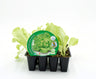 Pack Plantones Lechuga Trocadero 12 Ud. Natural - Fitoralia