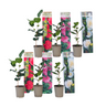 Rosa Japonesa - 6 Pzs - Camellia Japonica - Altura 25-40cm - ⌀9cm