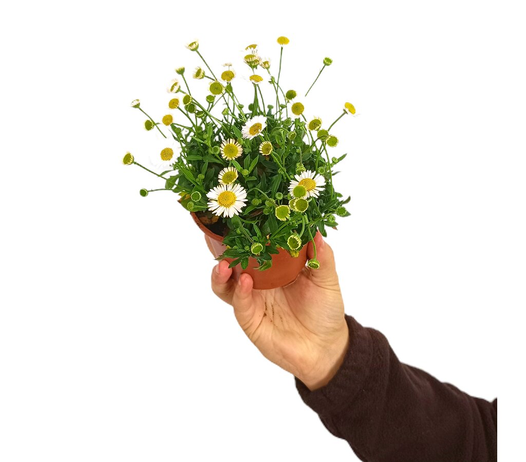 Erigeron Karvinskianus M11_0