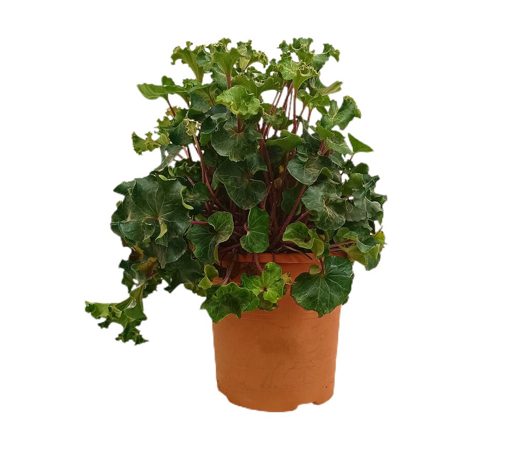 Boina Undulatum M24 60cm_0
