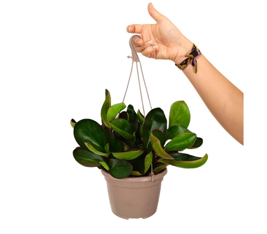 Peperomia Clusifolia T15_0