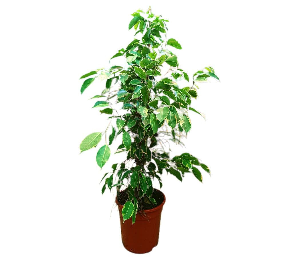 Ficus Golden King M21_0