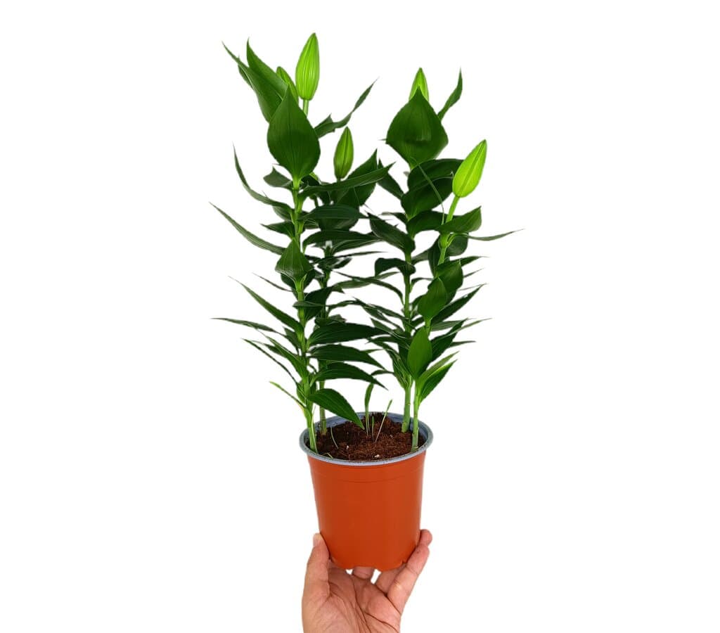 Lilium Oriental M13_0