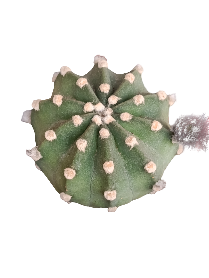 Echinopsis Denudatum Cactus Ø8 Planta Natural_0