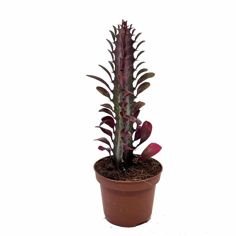 Euphorbia Trigona Rubra Cactus Y Suculentas