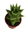 Astrolista bicarinata planta suculenta Ø5 Haworthia