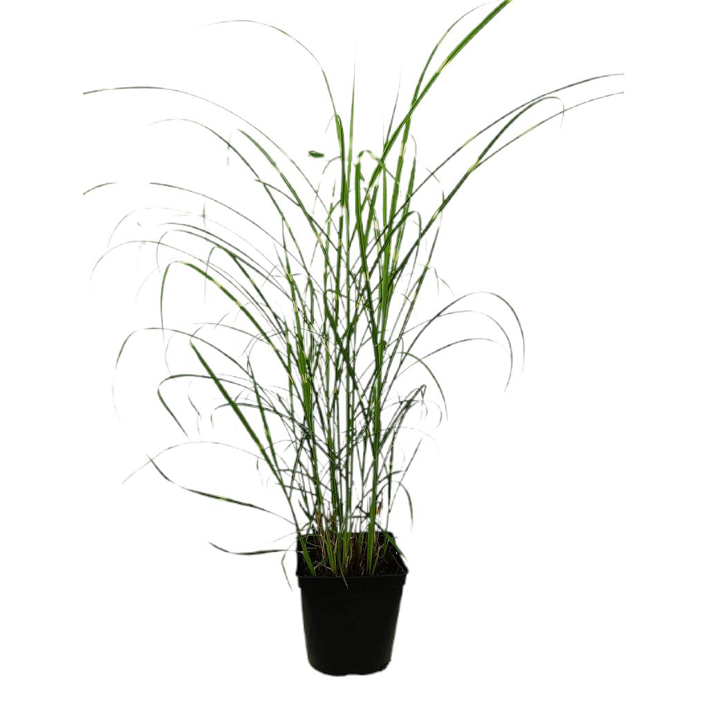 Miscanthus Sinensis M17 60cm_0