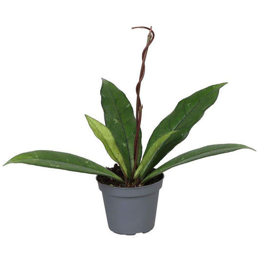 Hoya Cassipetiolata Planta Suculenta Colgante Flor De Cera Ø6