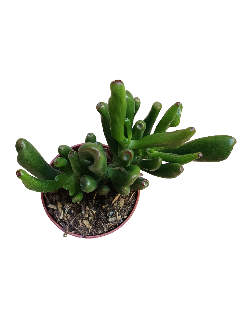 Crassula ovata OGRO Horn tree Planta suculenta de la suerte Ø5