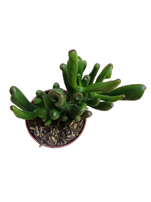 Crassula ovata OGRO Horn tree Planta suculenta de la suerte Ø5