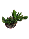Crassula ovata OGRO Horn tree Planta suculenta de la suerte Ø5