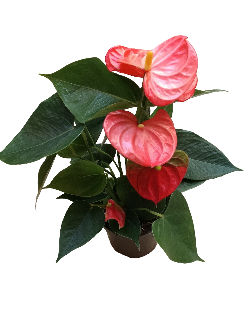 Anthurium Flor Naranja Planta De Interior Ø9 Cm_0