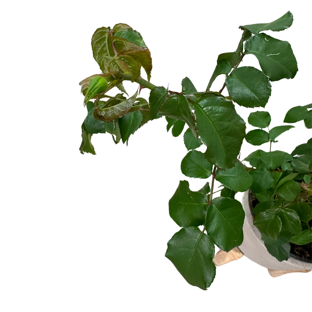 Rosal Sevillana Rojo M17