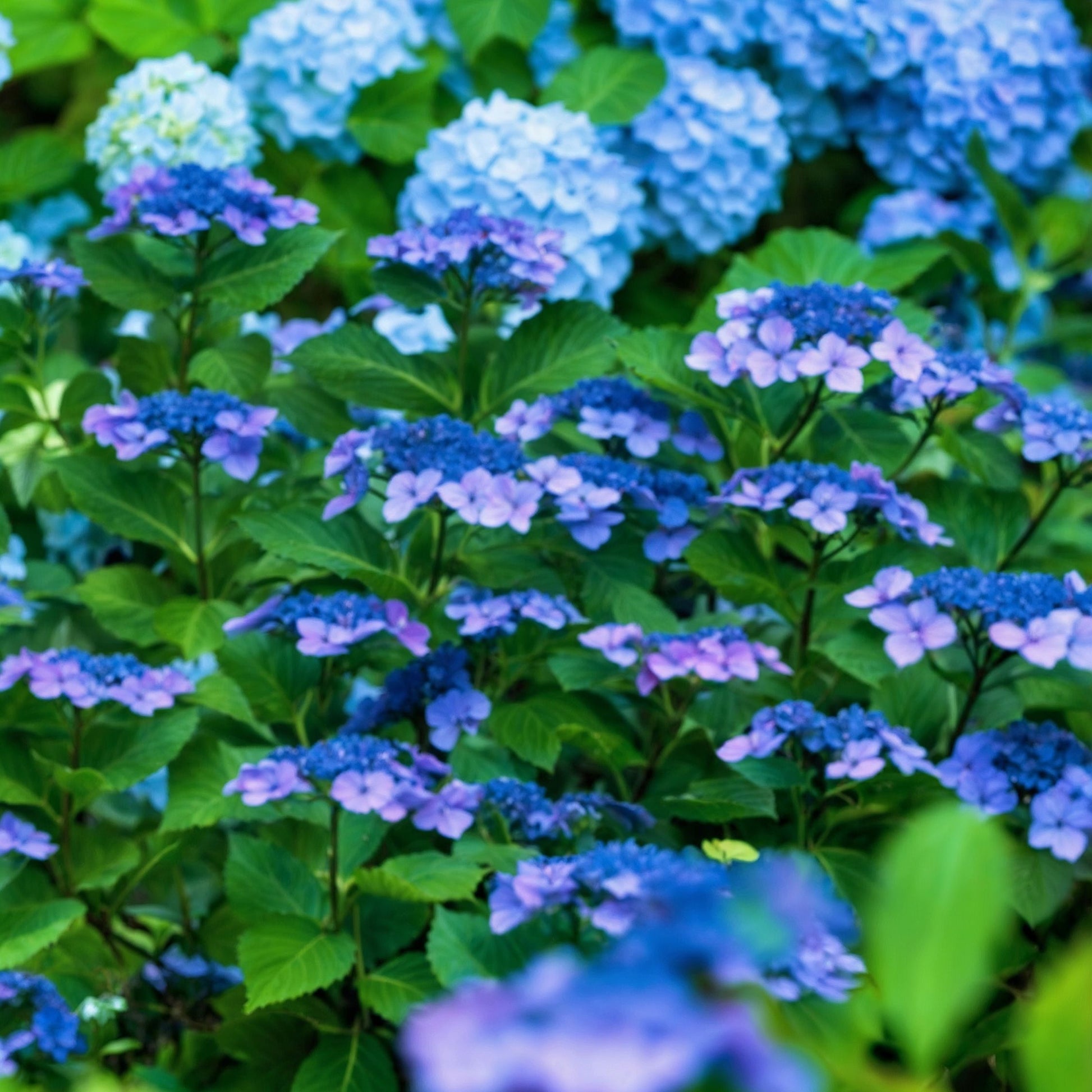 Hortensia - 4 Pzs - Hydrangea Serrata 'summerglow' - Altura 25-40cm - ⌀19cm