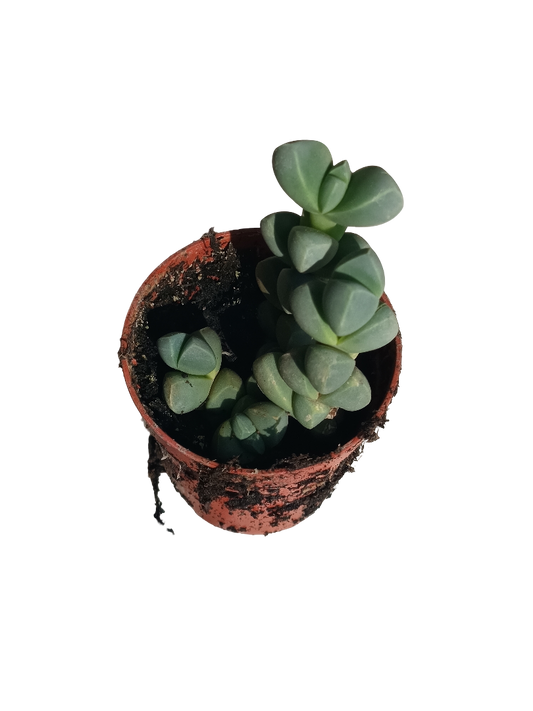 Corpuscularia Lenmanii Planta Suculenta Ø5 Cms