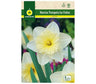 Bulbo Narciso Trompeta Ice Folies