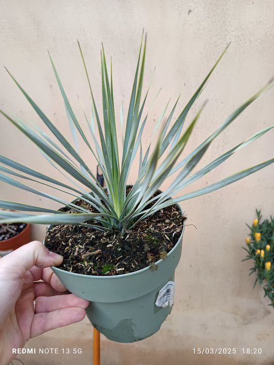Yucca Rostrata Planta Joven Ø17 Resistente Al Sol