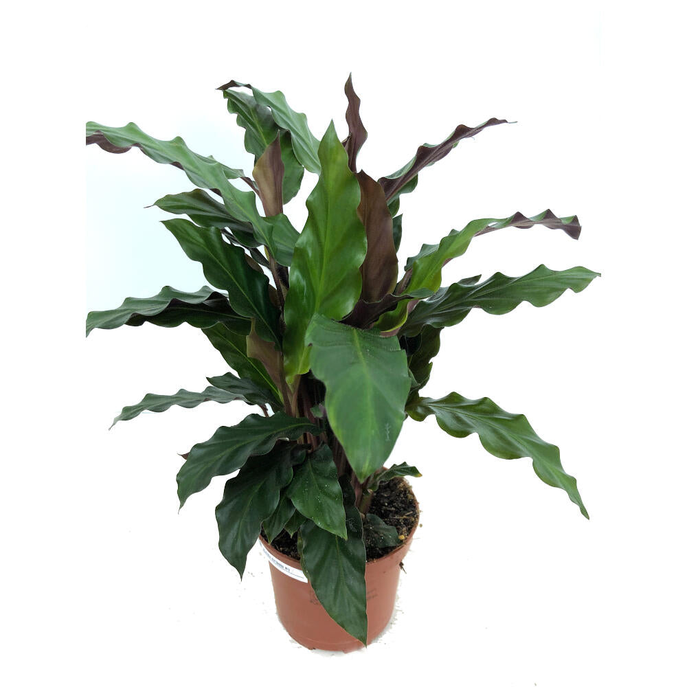 Calathea Variada M12 35cm_0