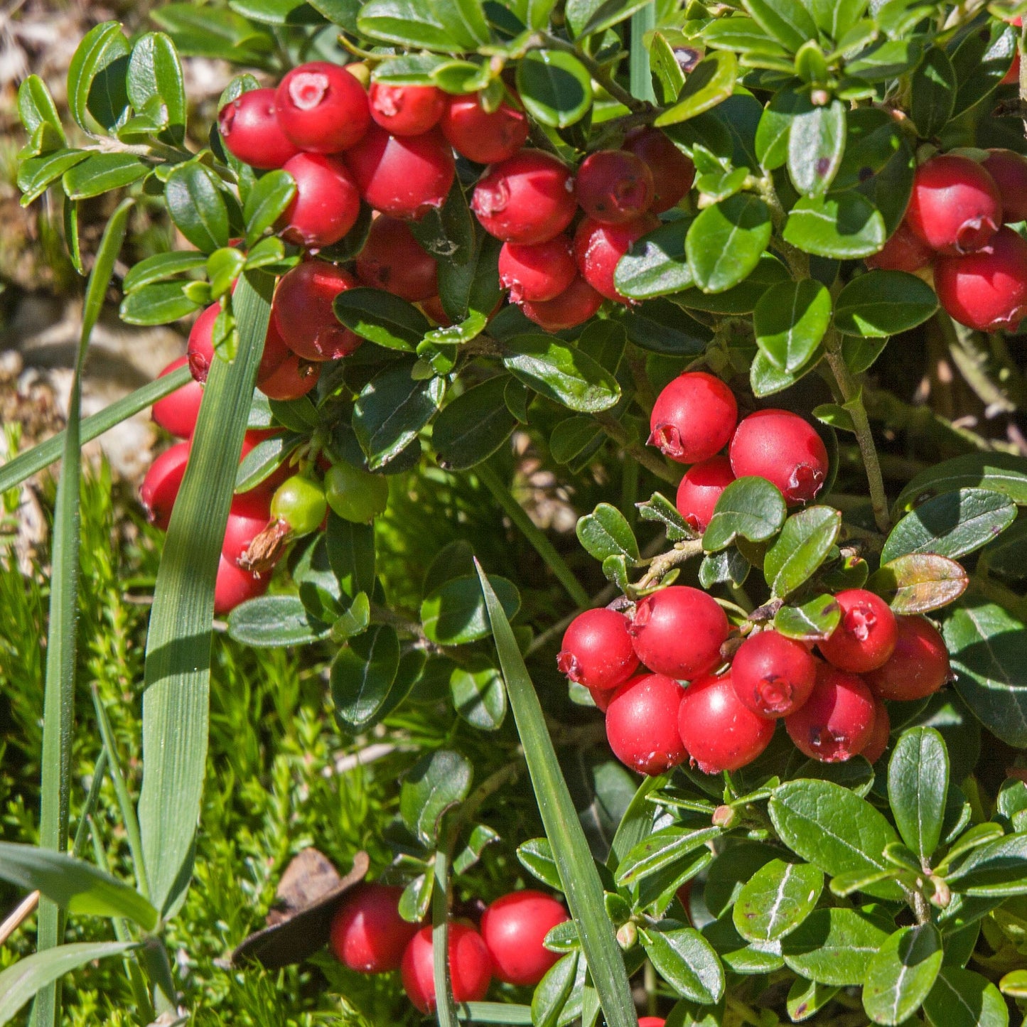 Arándano Rojo - 3 Pzs - Vaccinium Macrocarpon 'cranberry' - A10-20cm - ⌀9cm