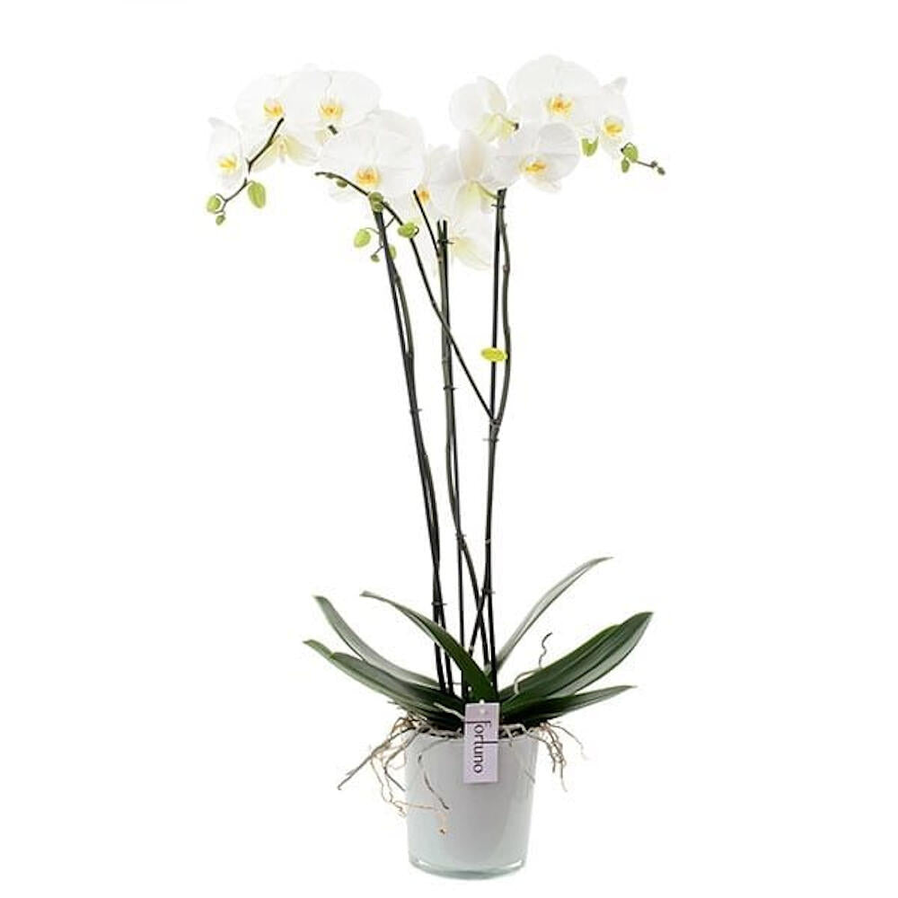 Orquidea Phalaenopsis Optiflor Fortuno M17 110cm_0