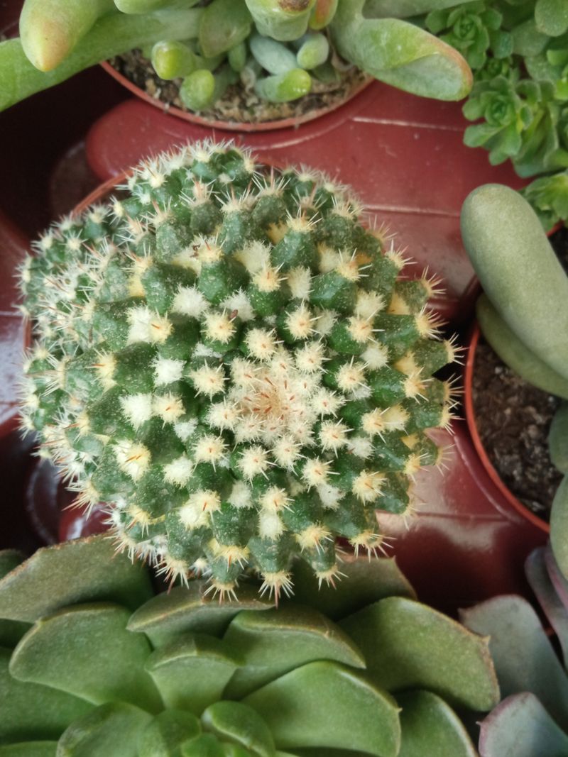 Cactus Grande Ø13 Cms Cactus Planta Suculenta_0