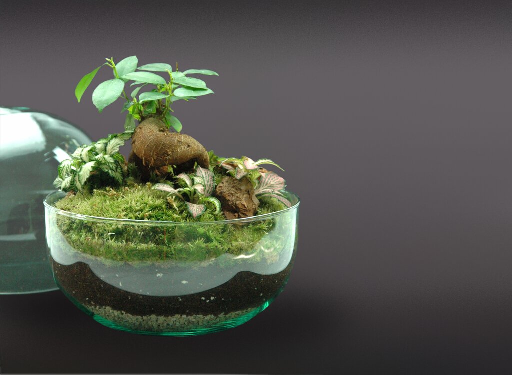 Nanogarden Terrario Ball Ginfit 20x20cm_1
