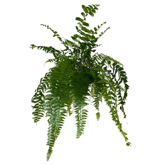 Helecho Macho Planta De Sombra O Interior