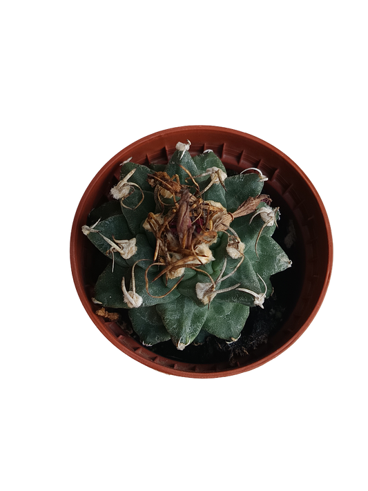 Turbinicarpus Alonsoi Cactus Planta Ø5 Cm