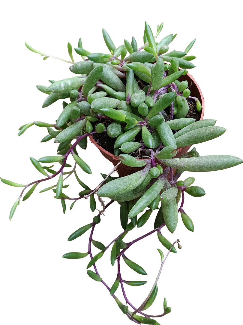 Ottona Capensis Ruby Necklace Planta Suculenta Colgante Ø8_0