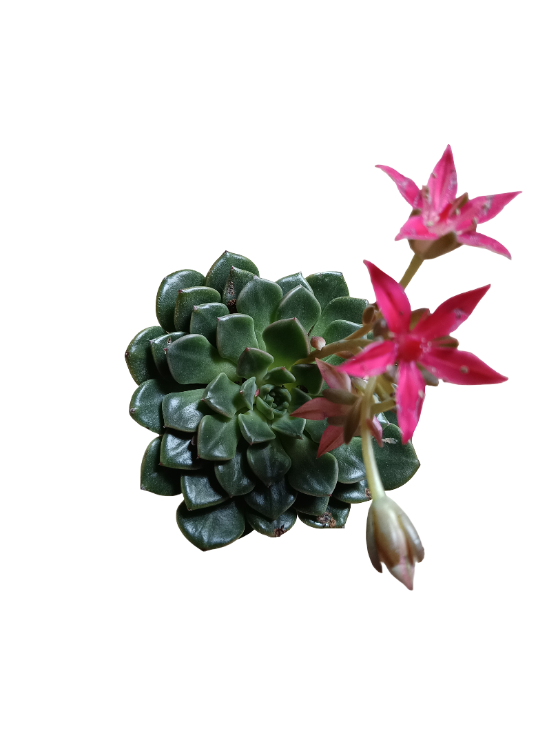 Graptopetalum Bellum Planta Suculenta Ø6 Cm_0