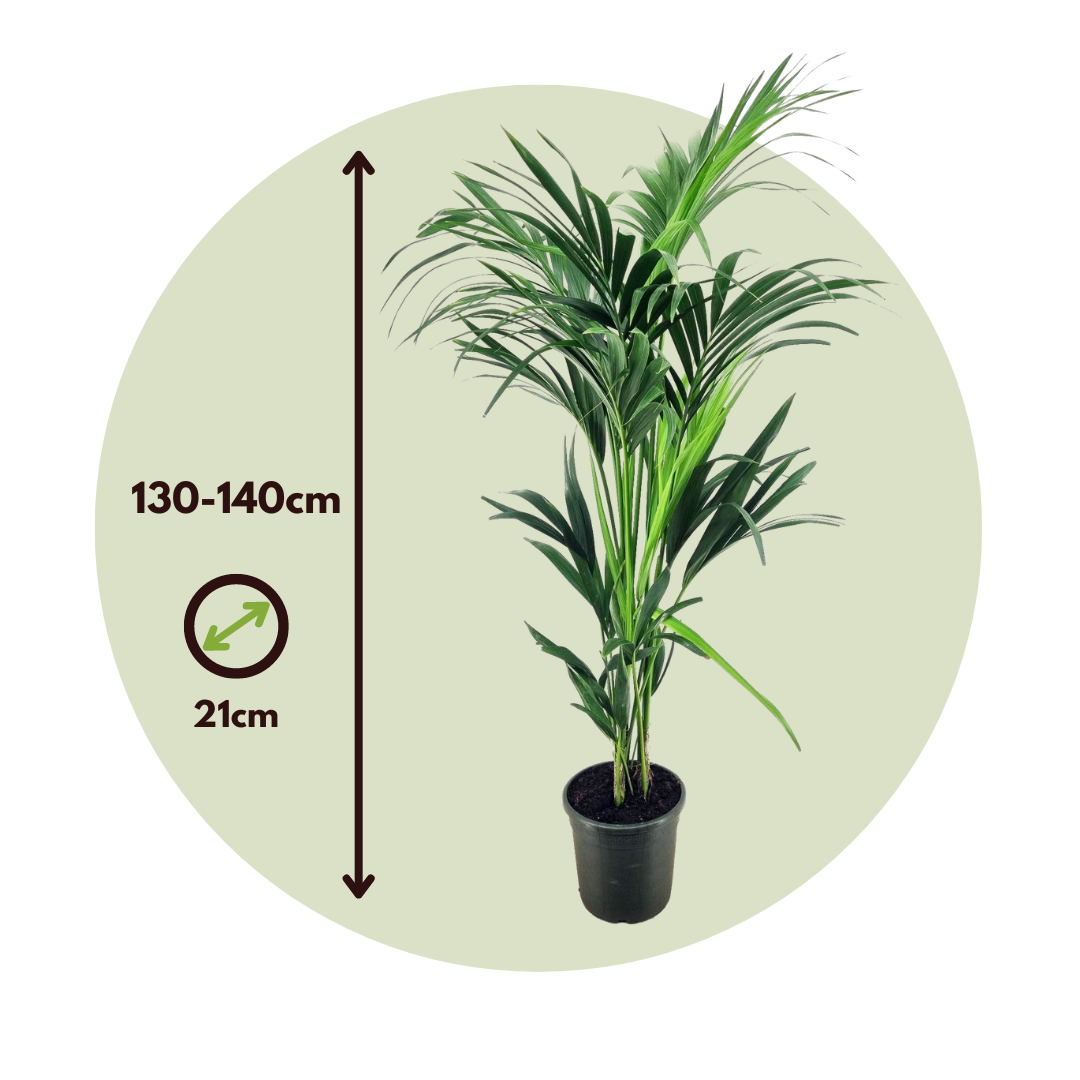 Palma Kentia - Howea Forsteriana - Altura 130-140cm - ⌀21cm