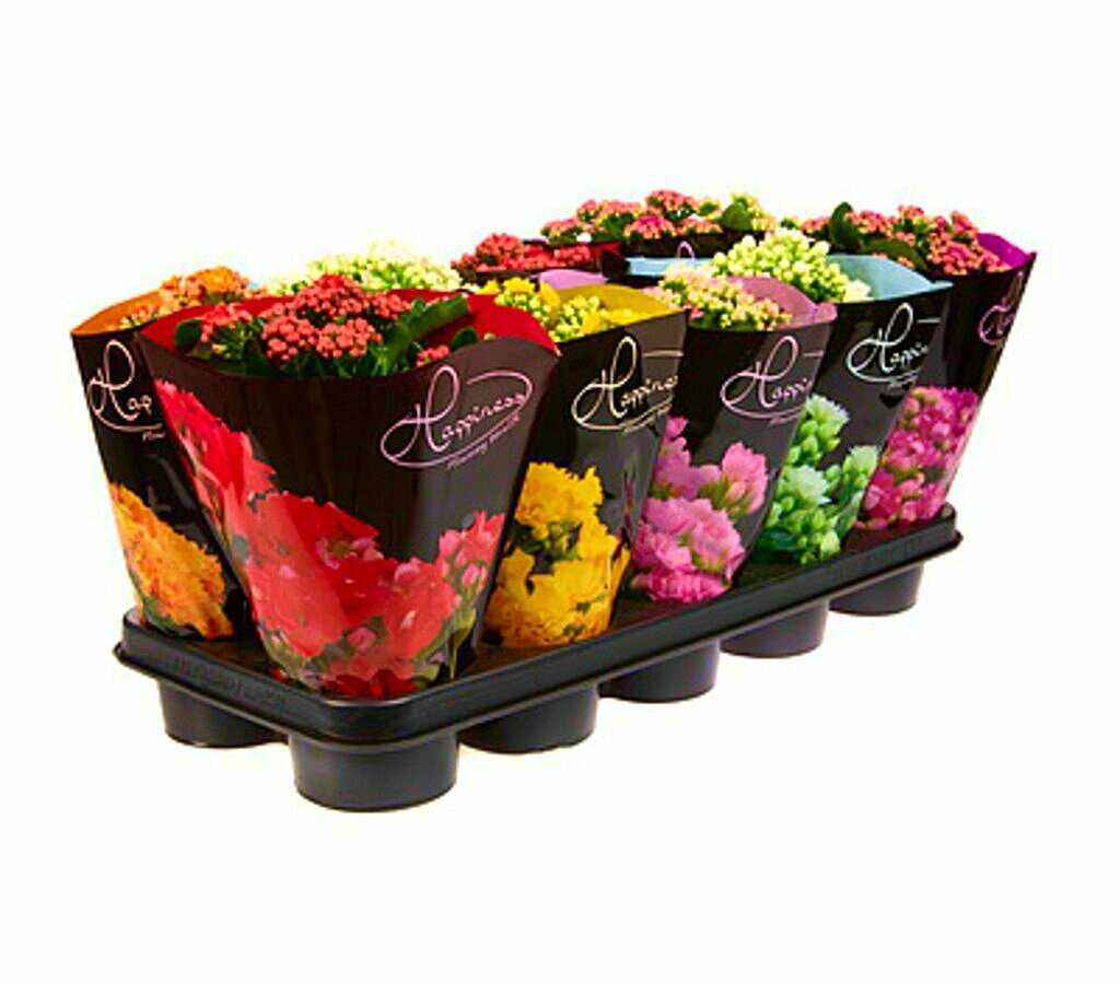 Kalanchoe Blossfeldiano Doble M12_1